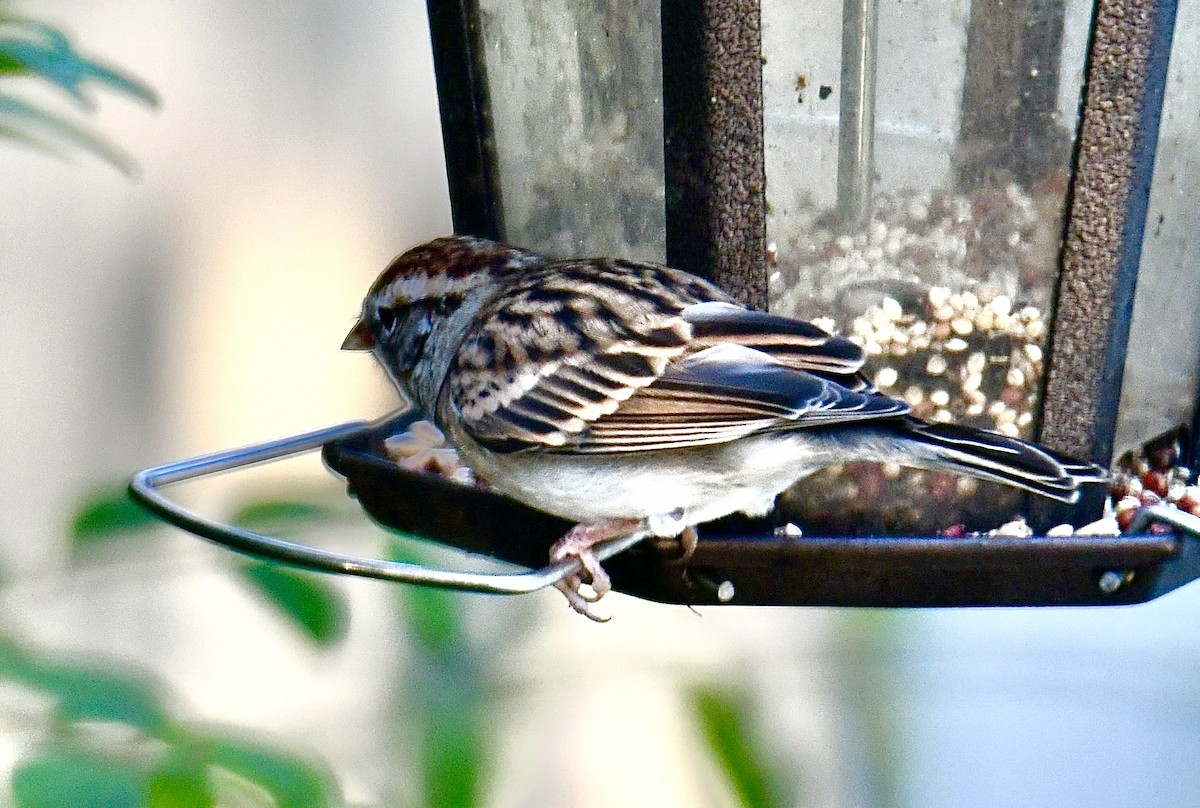 Chipping Sparrow - ML644810394