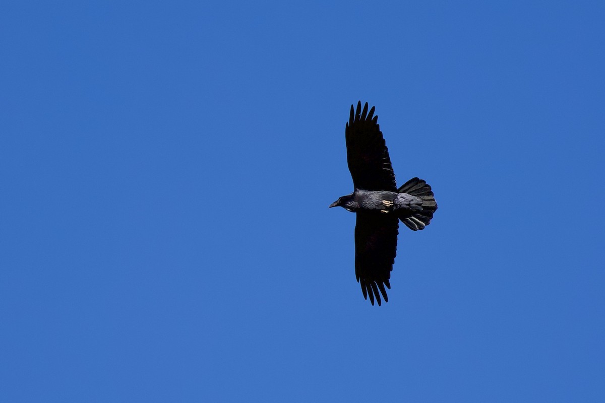 Grand Corbeau - ML644810397