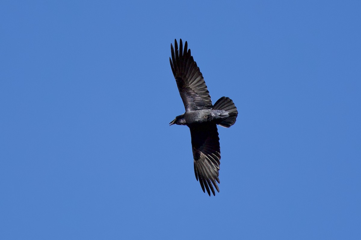 Grand Corbeau - ML644810398