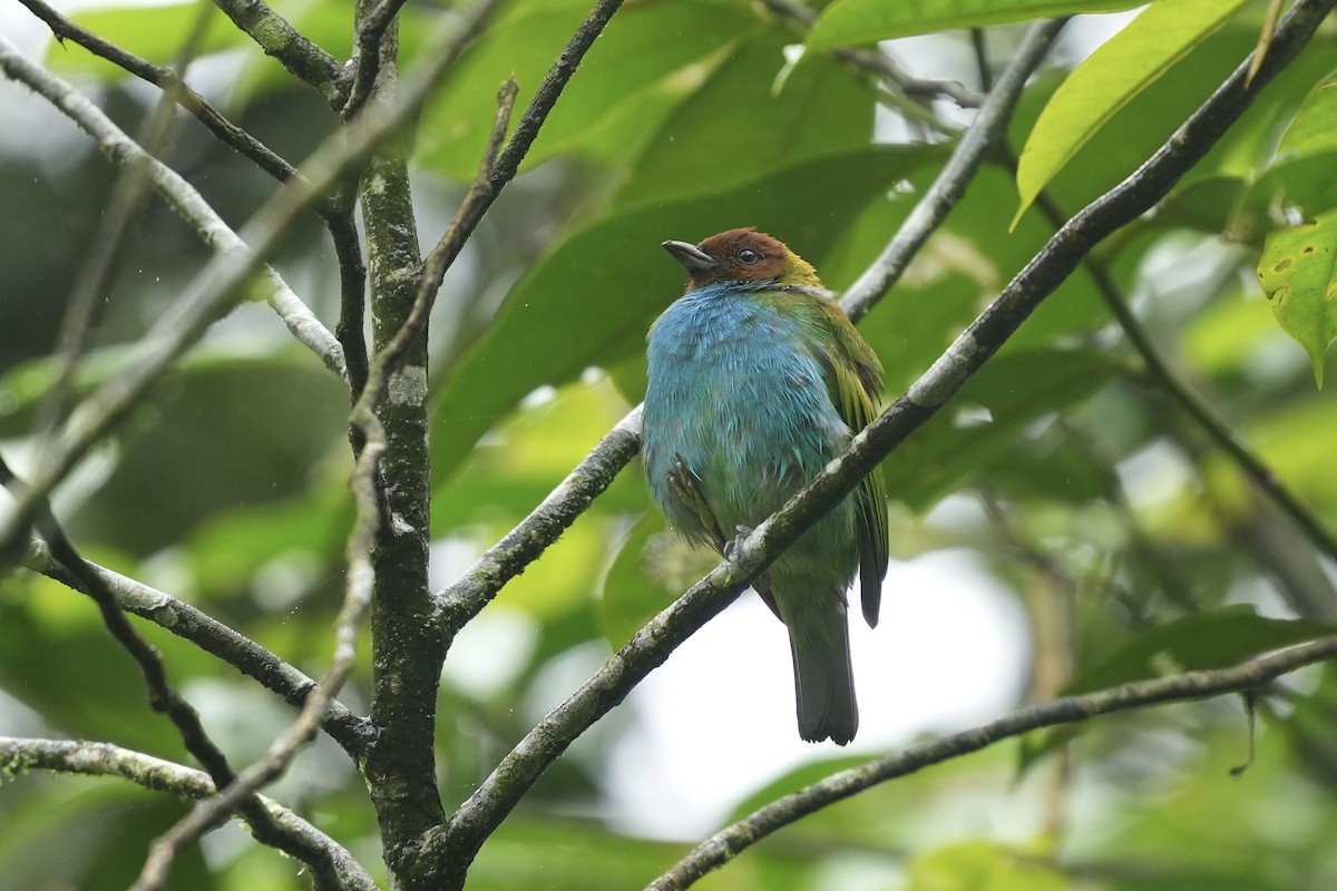 Calliste rouverdin - ML644810400