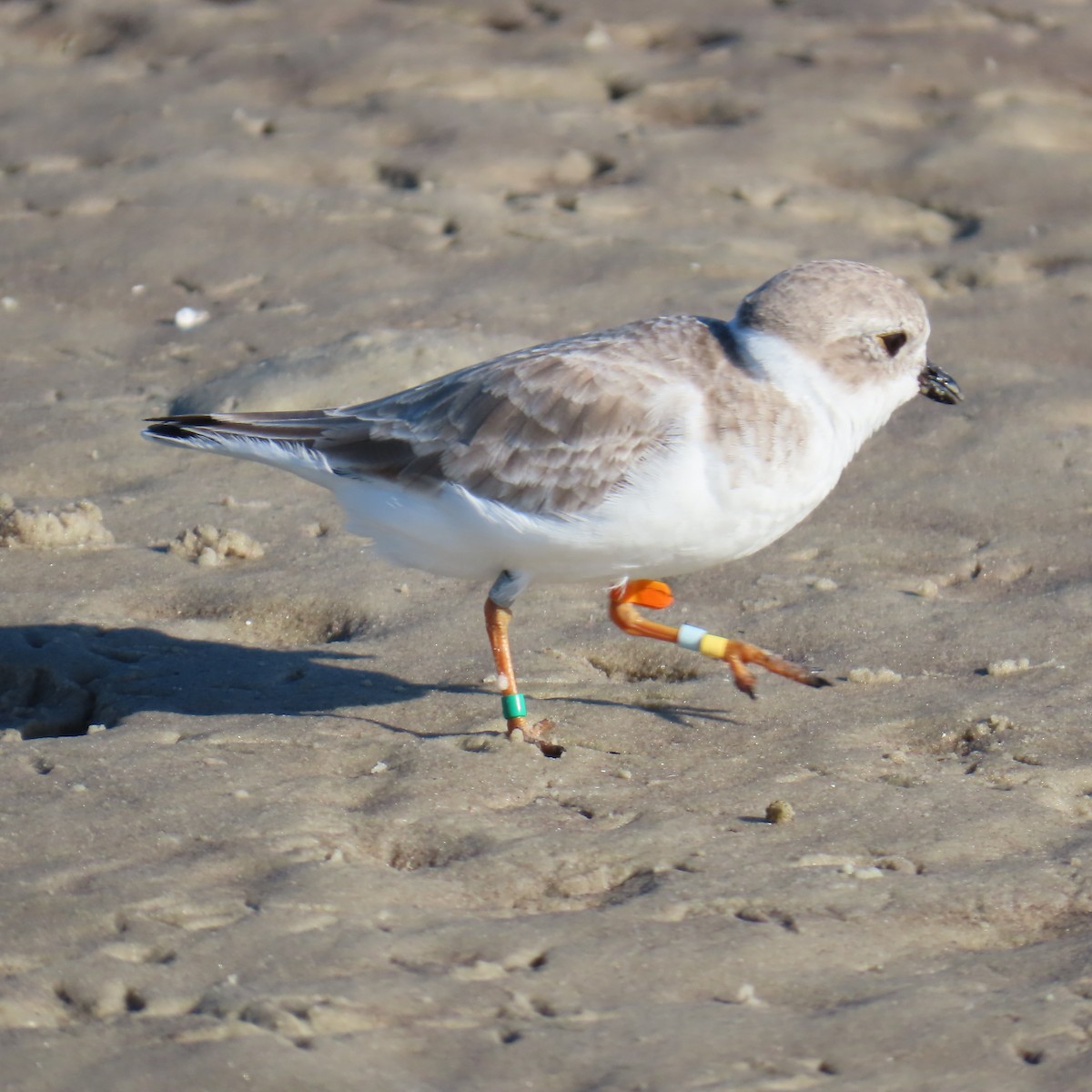 Piping Plover - ML644810408