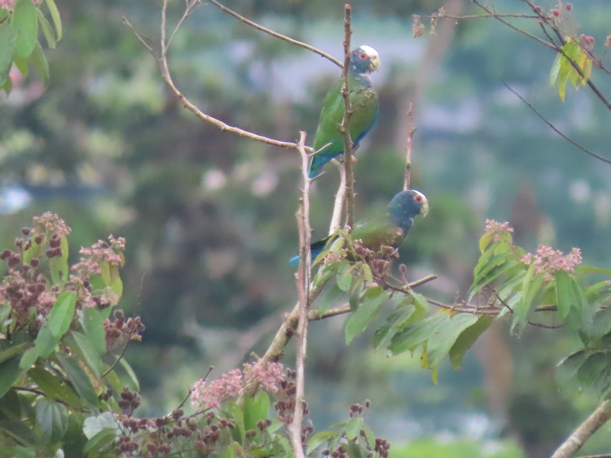 Loro Senil - ML644810413