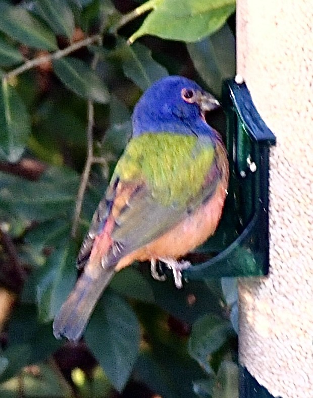 Painted Bunting - ML644810417