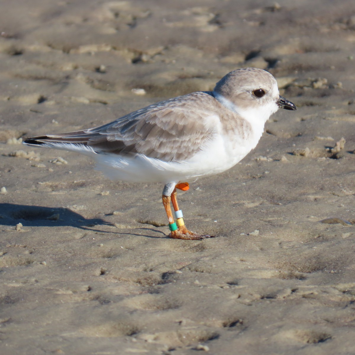 Piping Plover - ML644810434