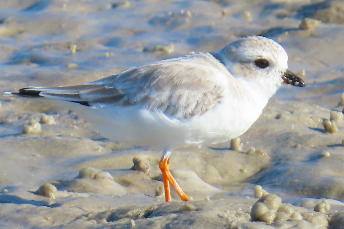 Piping Plover - ML644810439