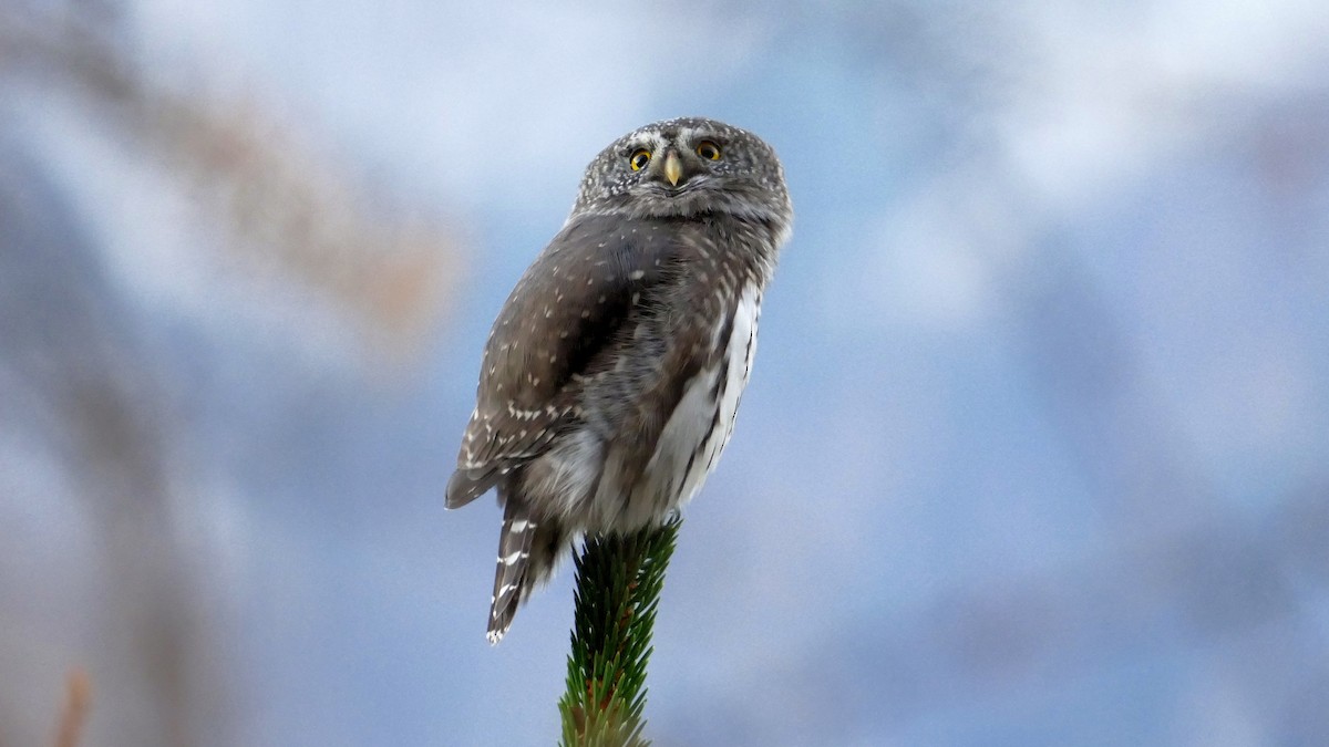 Eurasian Pygmy-Owl - ML644810446