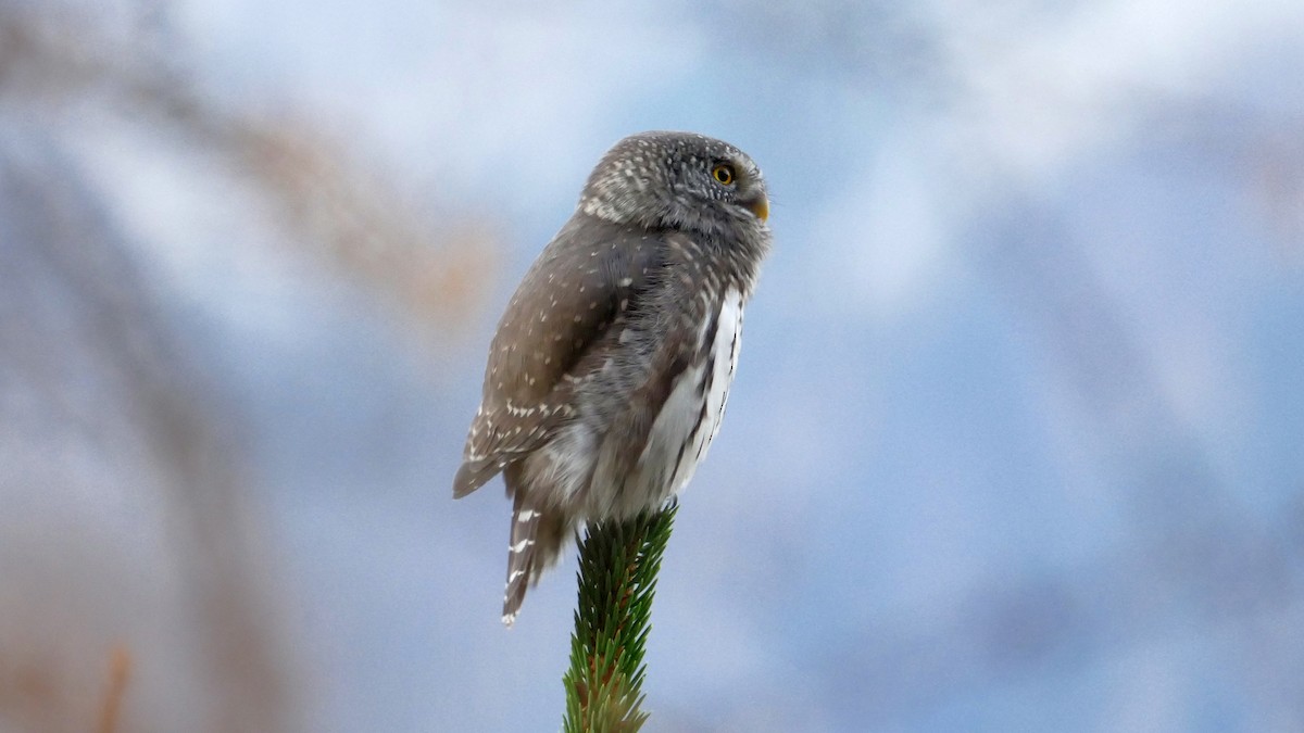 Eurasian Pygmy-Owl - ML644810447