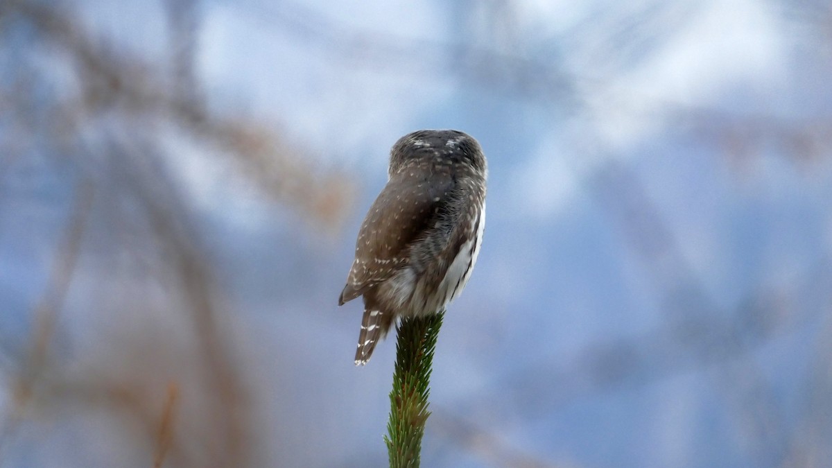 Eurasian Pygmy-Owl - ML644810449