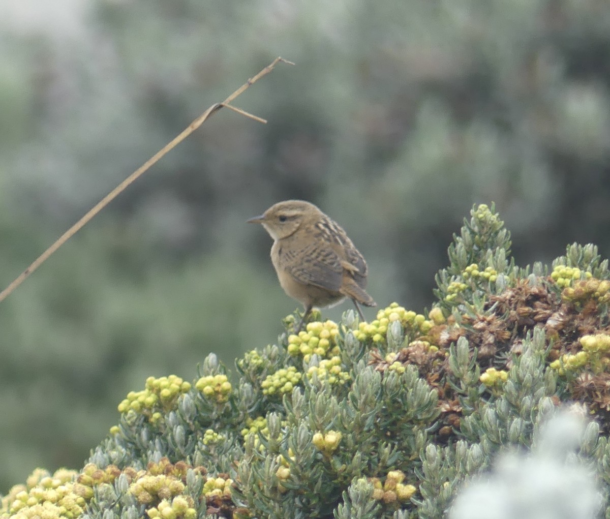 Pampazaunkönig (aequatorialis) - ML644810461