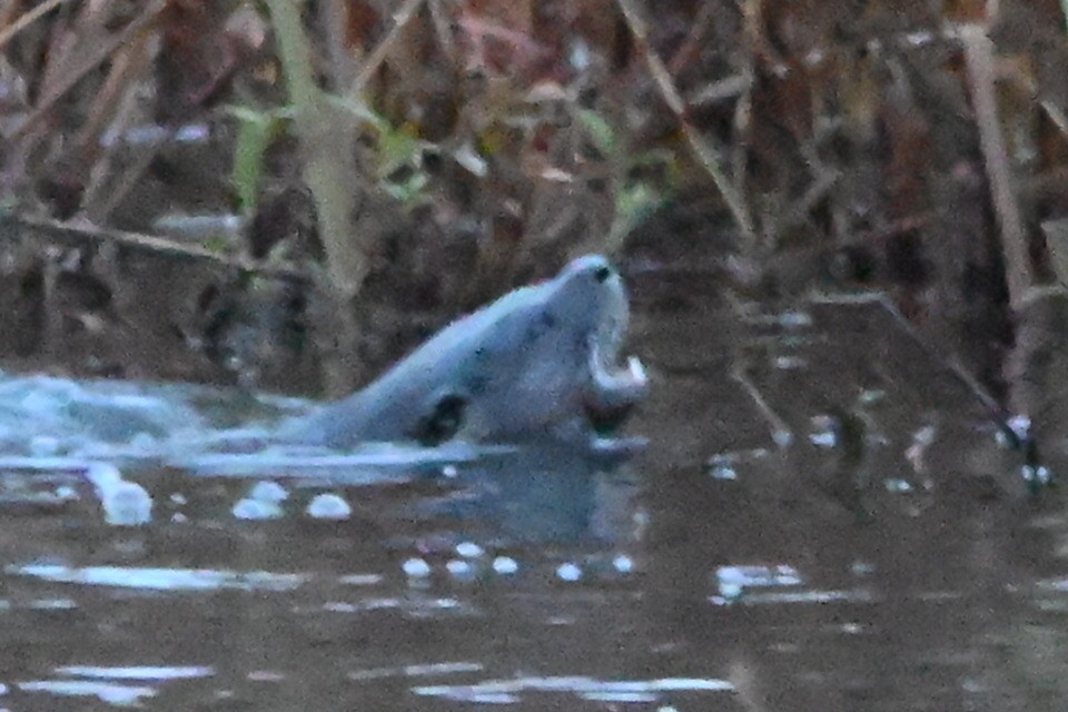 北美水獺 - ML644810464