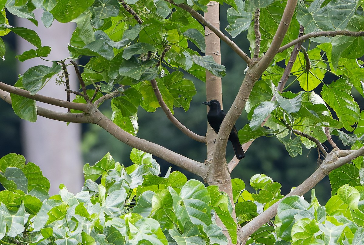 Obi Paradise-crow - ML644810479