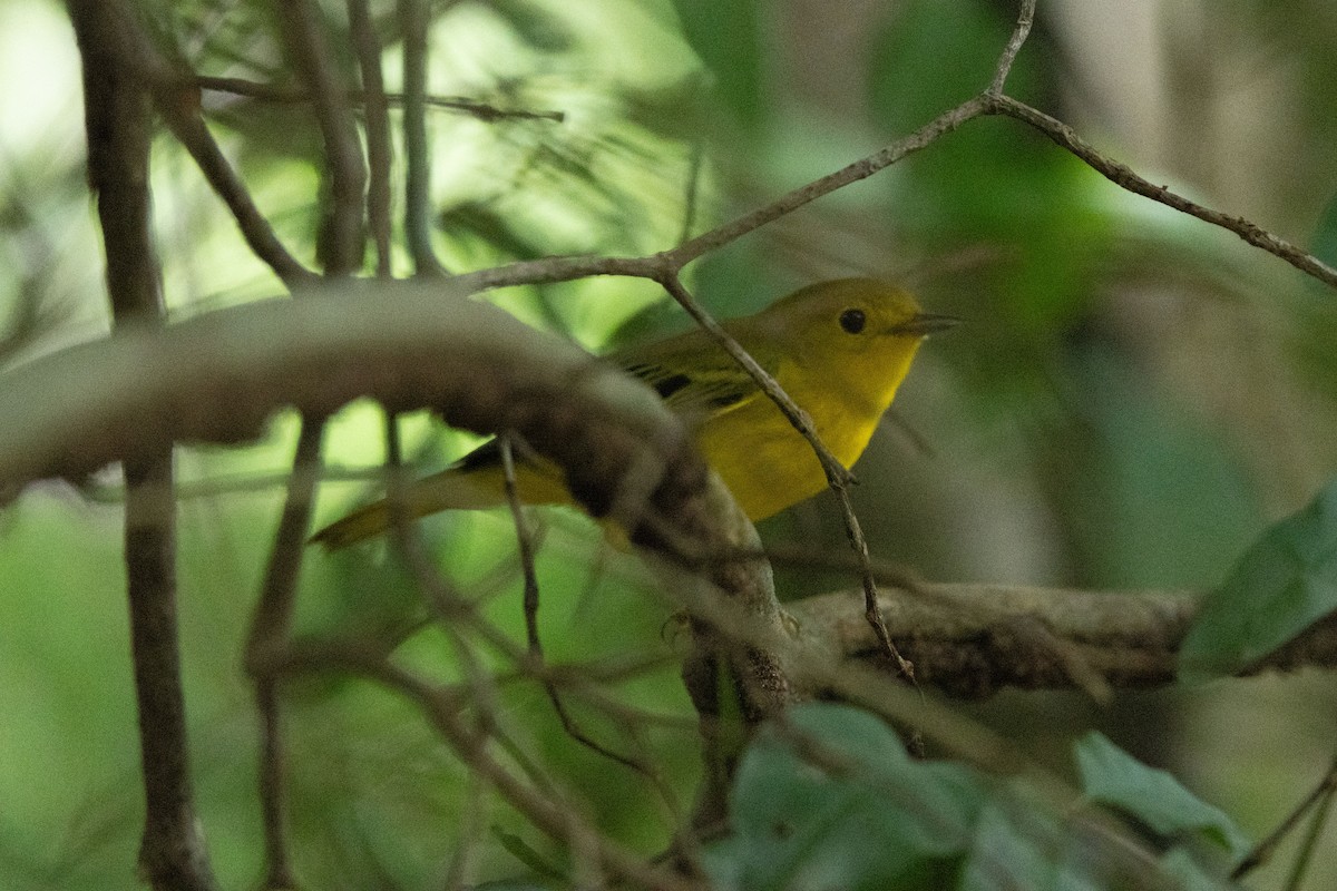 Northern/Mangrove Yellow Warbler - ML644810489