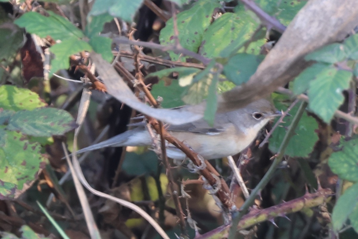 Fauvette passerinette - ML644810498