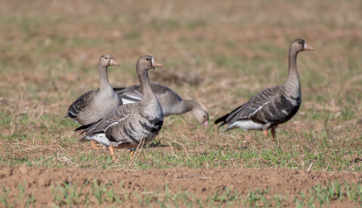 Greater White-fronted Goose - ML644810514