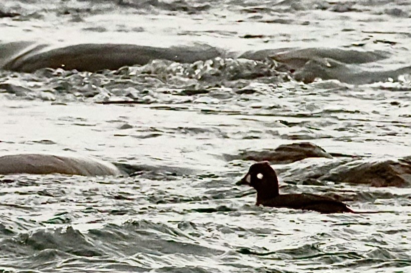 Harlequin Duck - ML644810515
