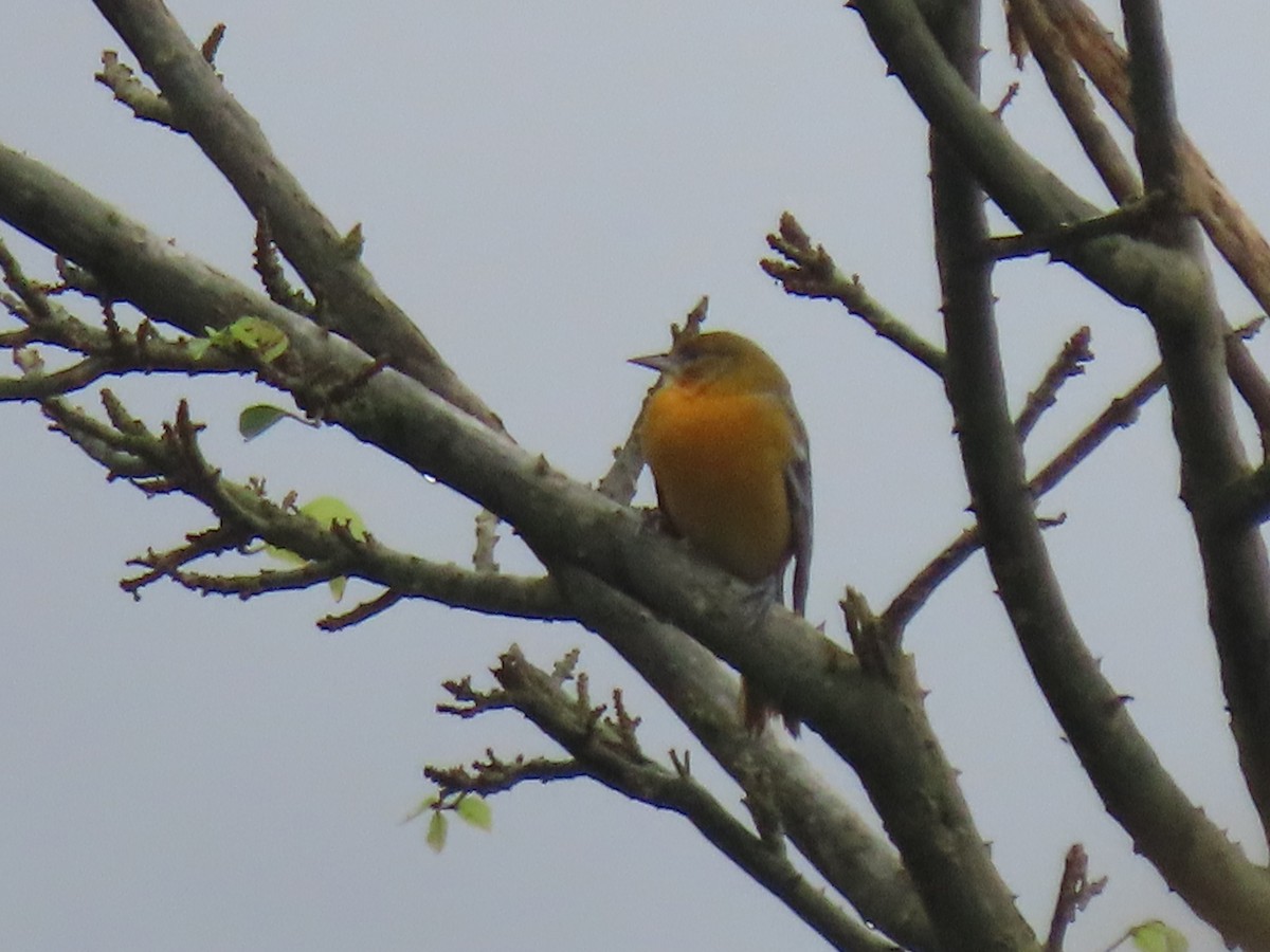 ボルチモアムクドリモドキ - ML644810524