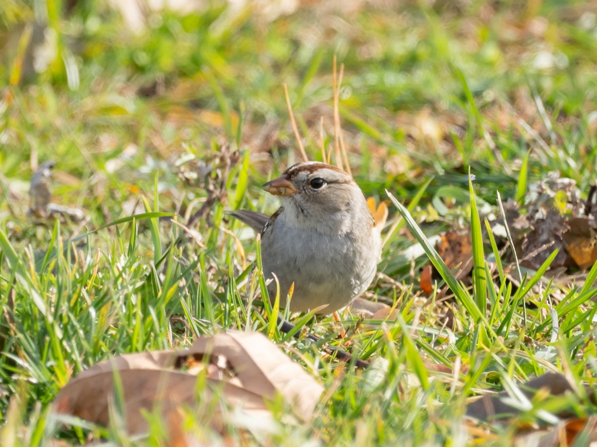 Bruant à couronne blanche (gambelii) - ML644810546