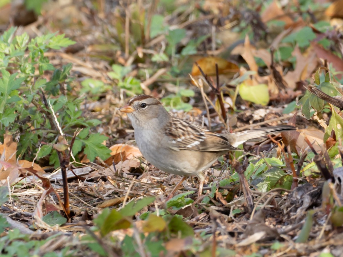 Bruant à couronne blanche (gambelii) - ML644810547