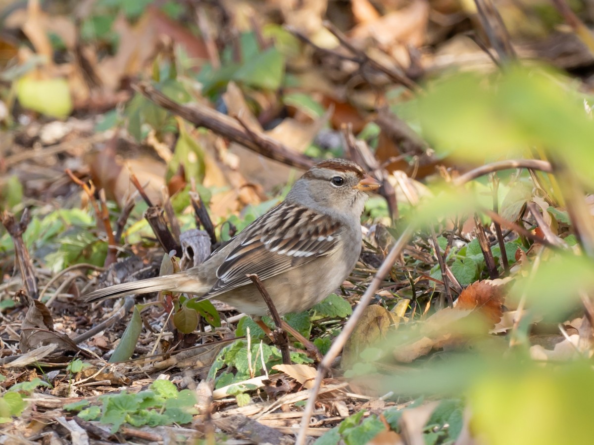 Bruant à couronne blanche (gambelii) - ML644810548