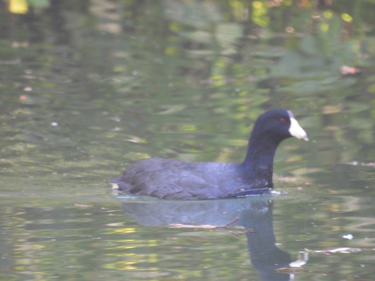 American Coot (Red-shielded) - ML644810552