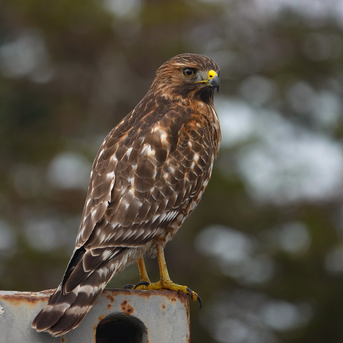 Red-shouldered Hawk - ML644810572