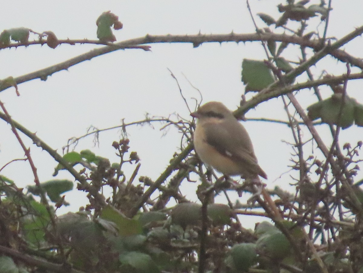 Isabelline Shrike (Daurian) - ML644810573