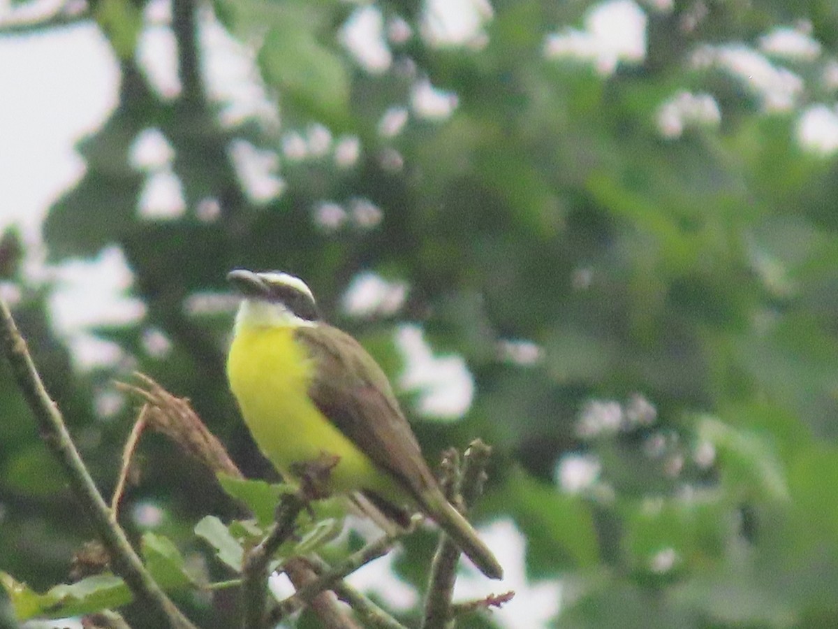 Пітанга-великодзьоб - ML644810578