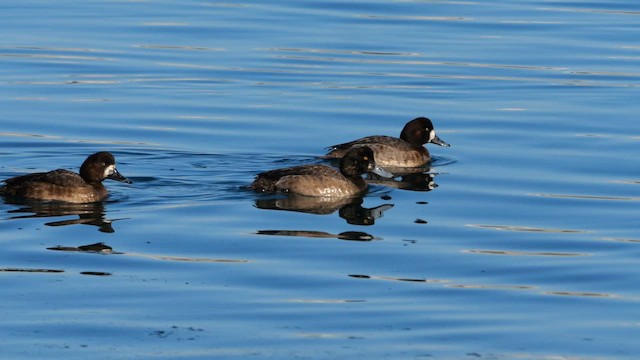 Greater Scaup - ML644810580