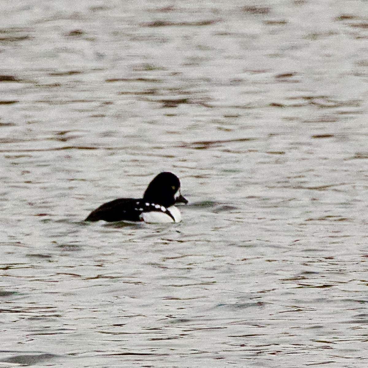 キタホオジロガモ - ML644810583