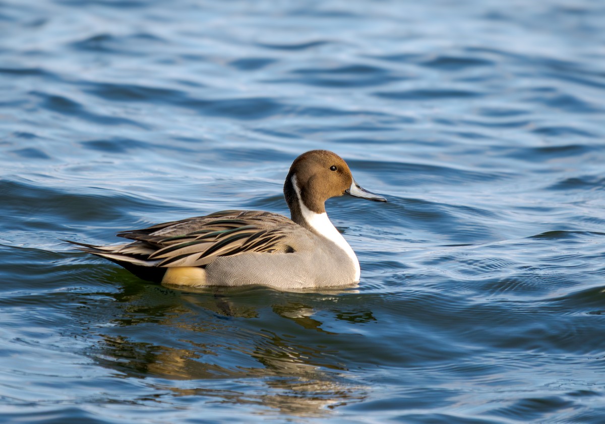 ostralka štíhlá - ML644810587