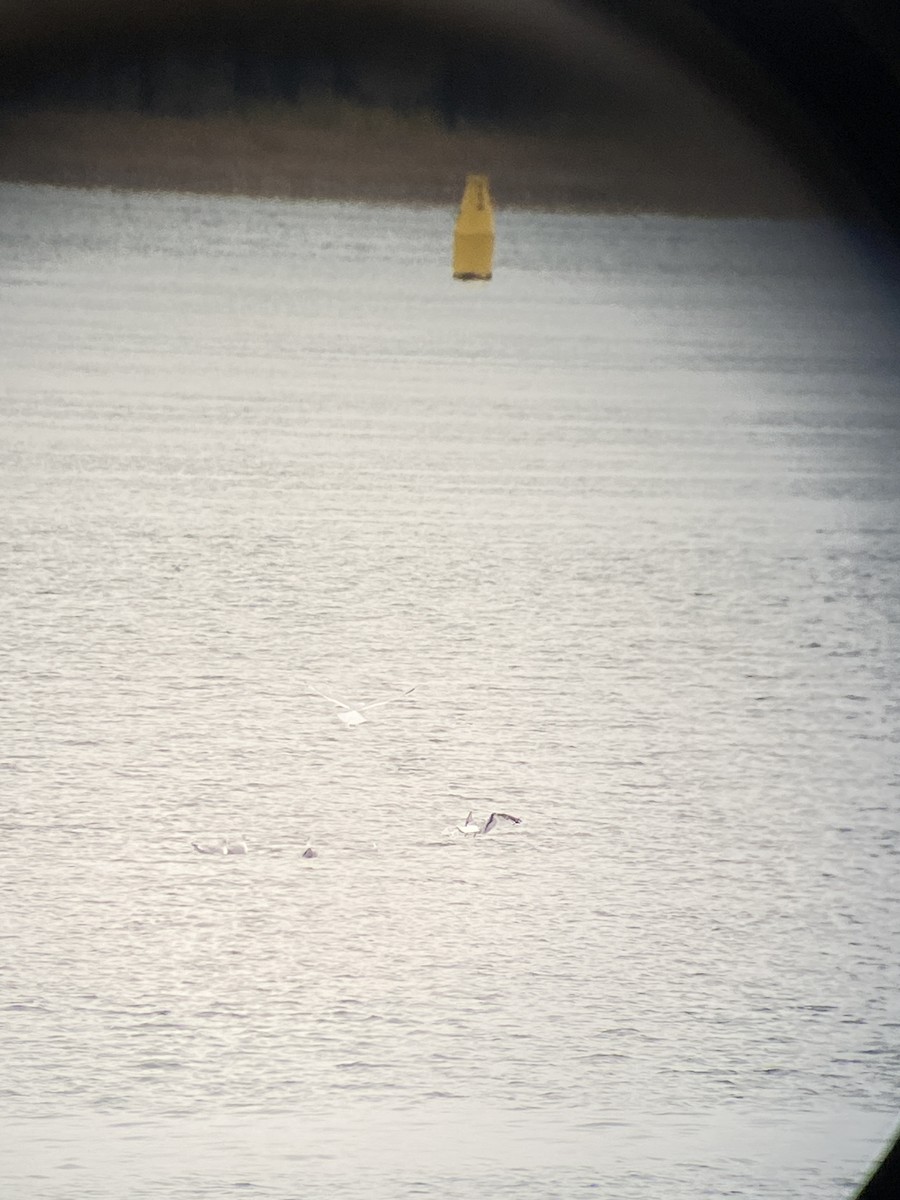 Kara Ayaklı Martı - ML644810591