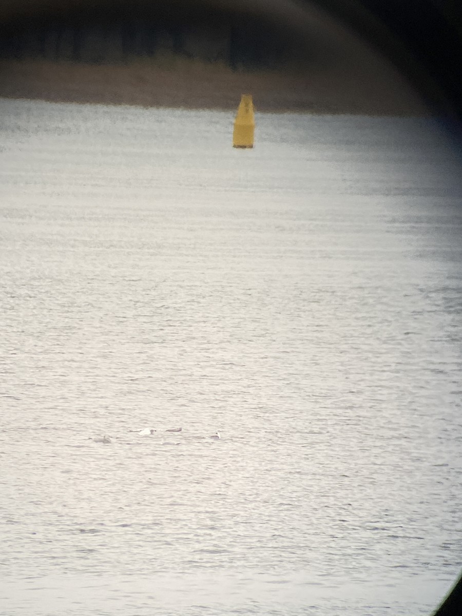 Kara Ayaklı Martı - ML644810592