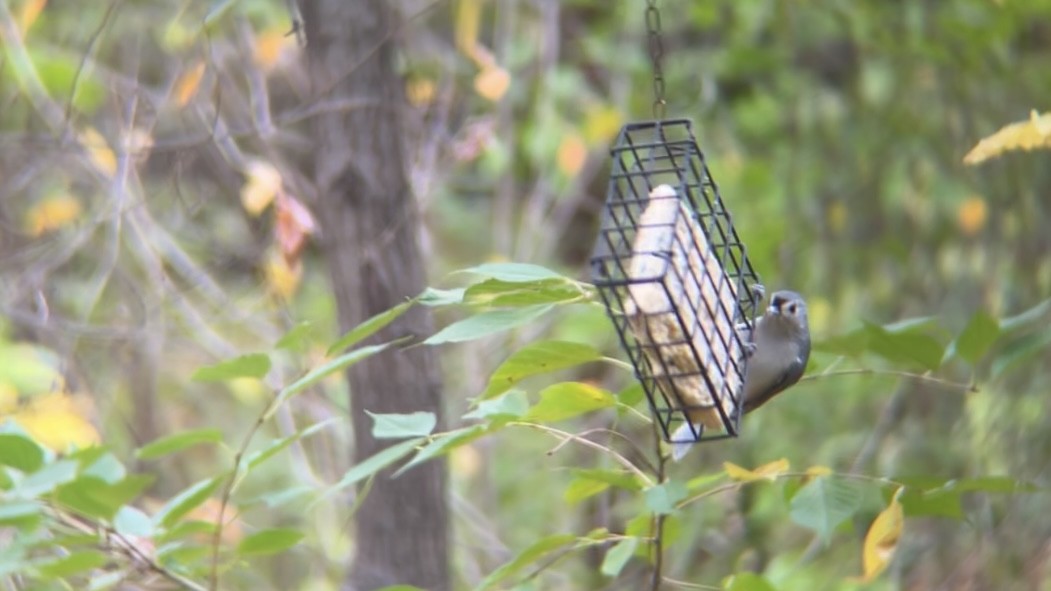 Американская гренадерка - ML644810593