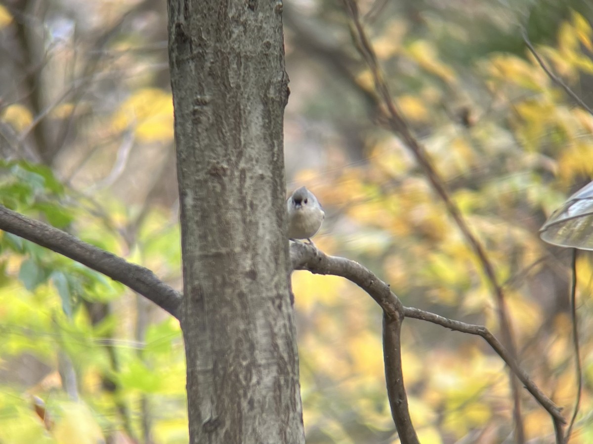 Американская гренадерка - ML644810595