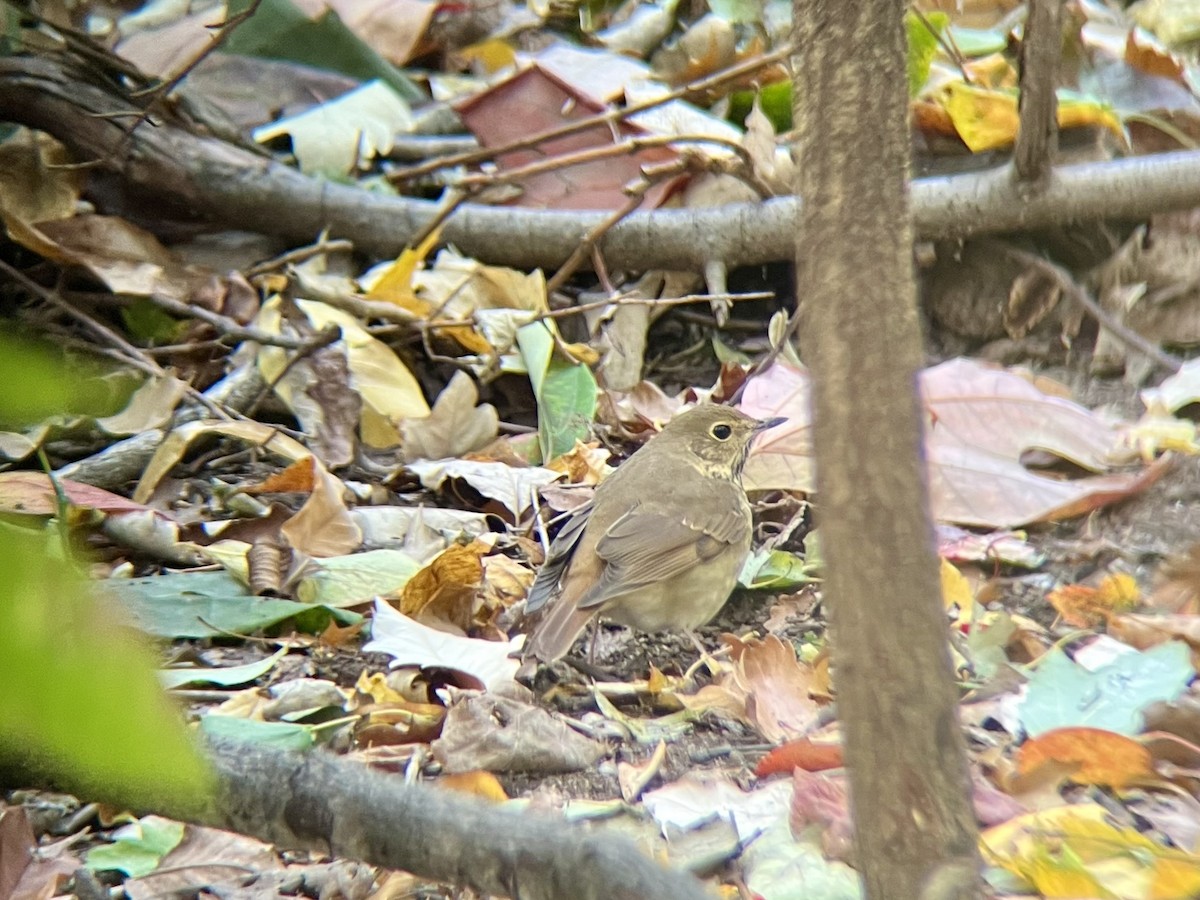 Einsiedler-Musendrossel - ML644810599