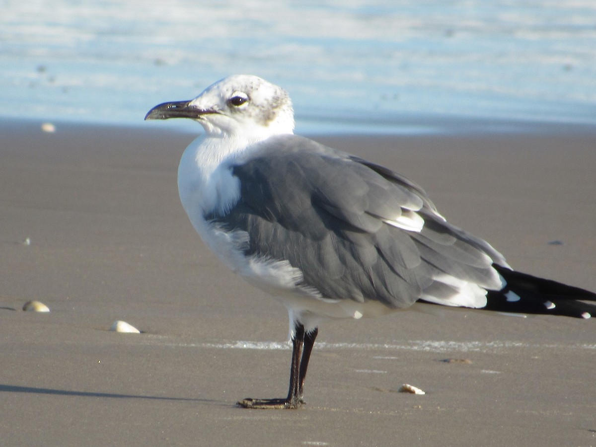 Ацтекская чайка - ML644810610