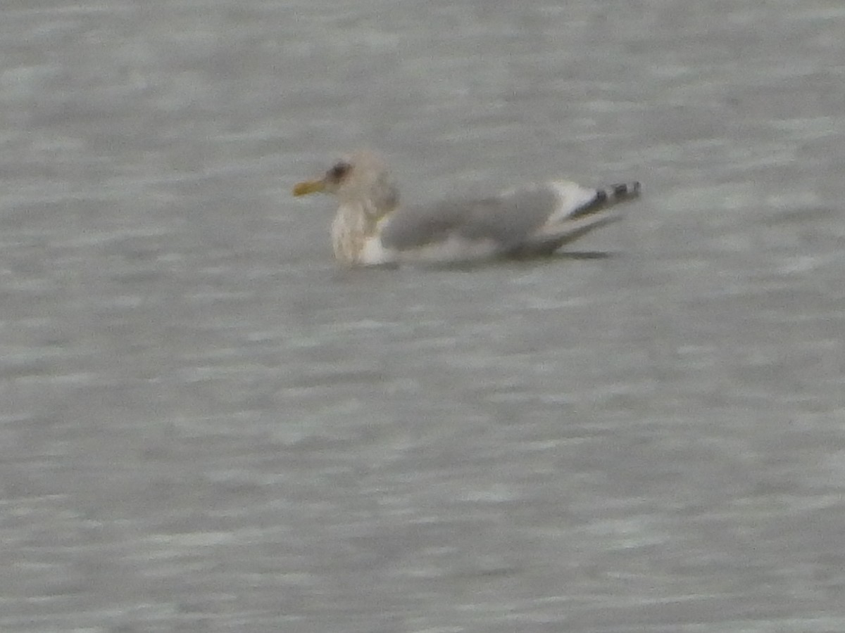 tanımsız Larinae sp. - ML644810616