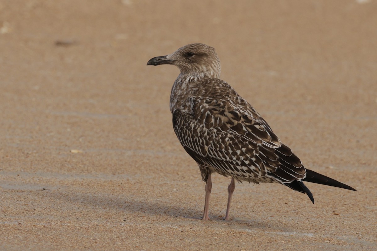 Lesser Black-backed Gull - ML644810632