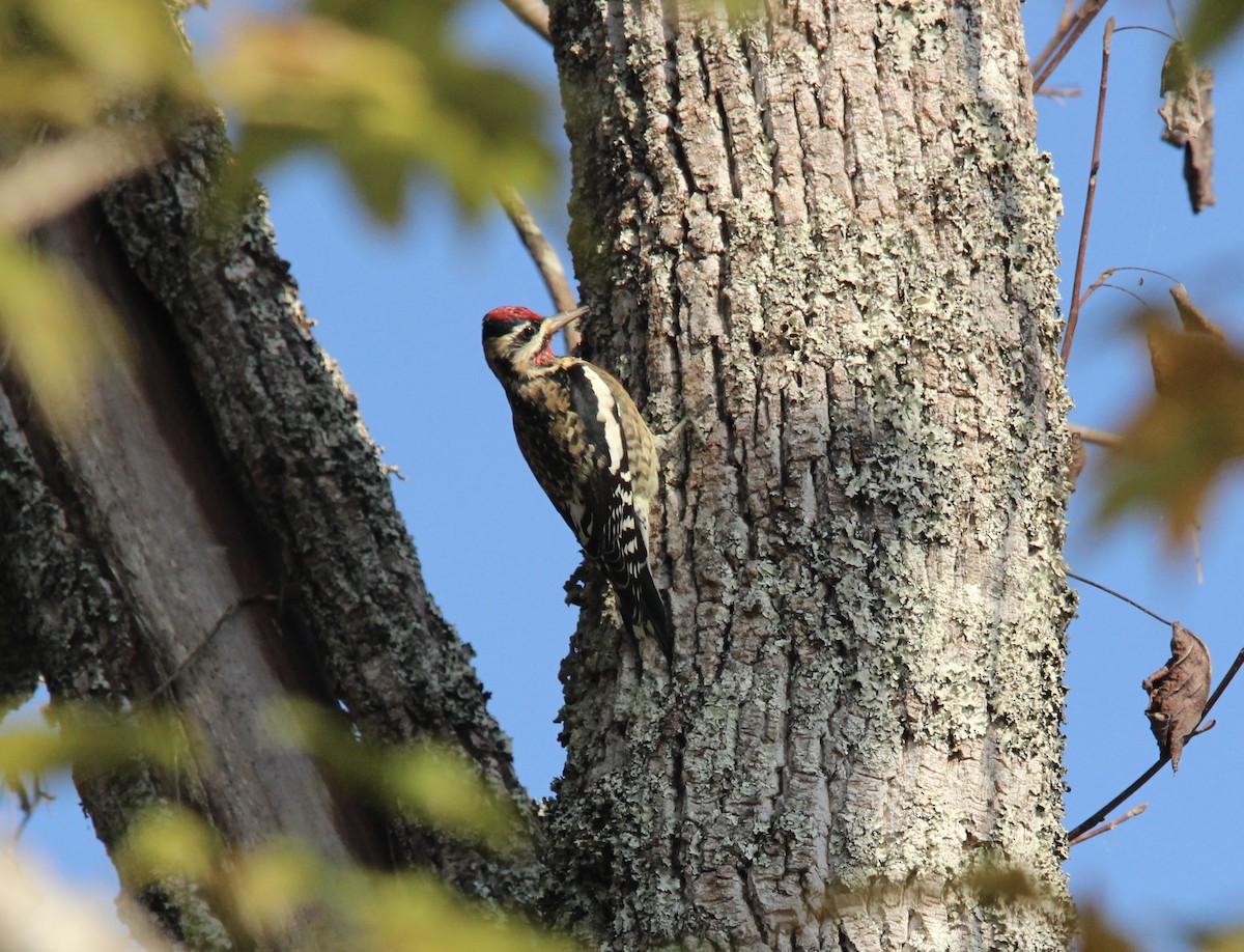 Gelbbauch-Saftlecker - ML644810639