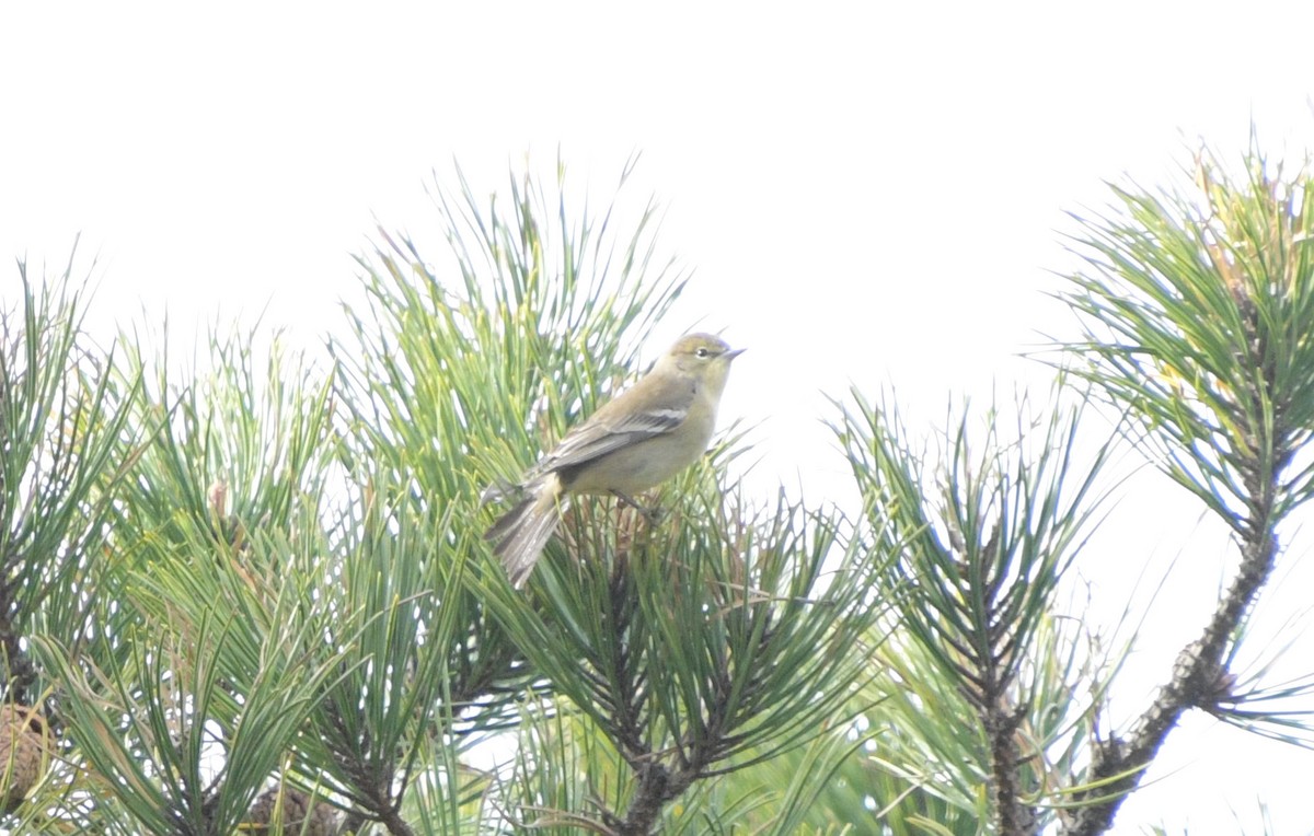 Pine Warbler - ML644810665