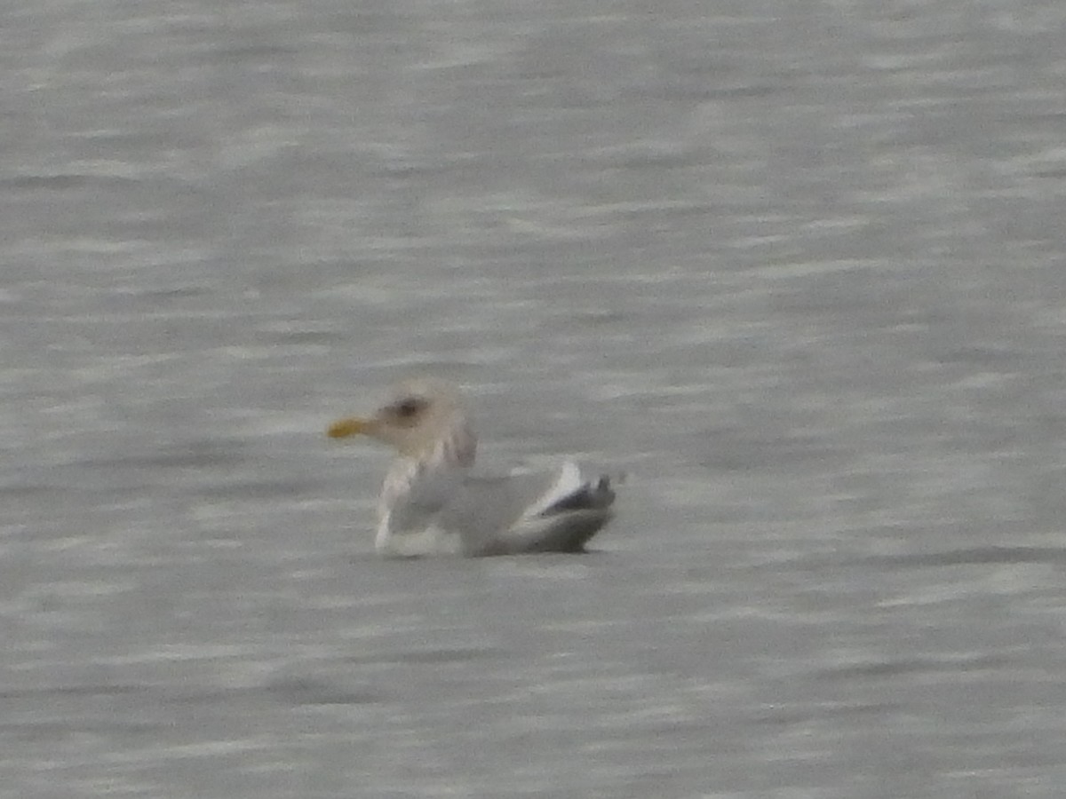 tanımsız Larinae sp. - ML644810674