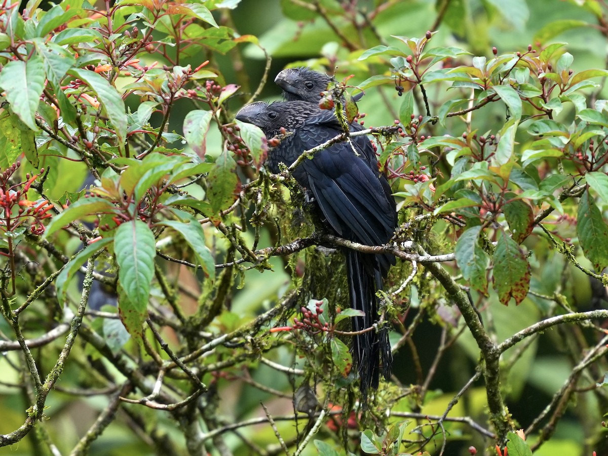Smooth-billed Ani - ML644810681