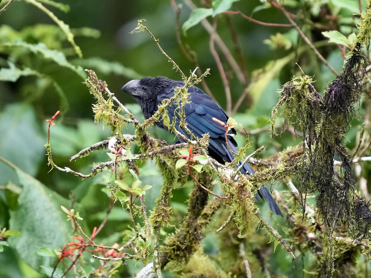 Smooth-billed Ani - ML644810682