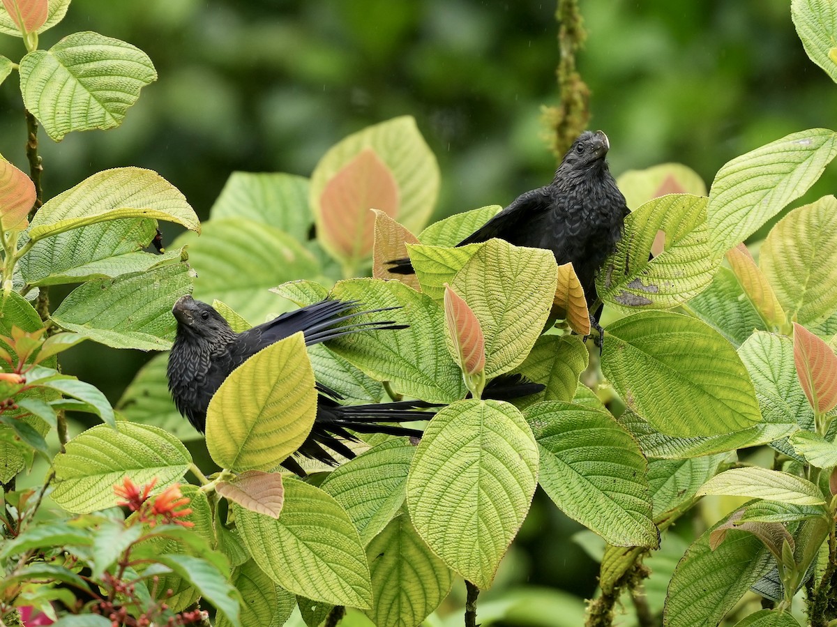 Smooth-billed Ani - ML644810683