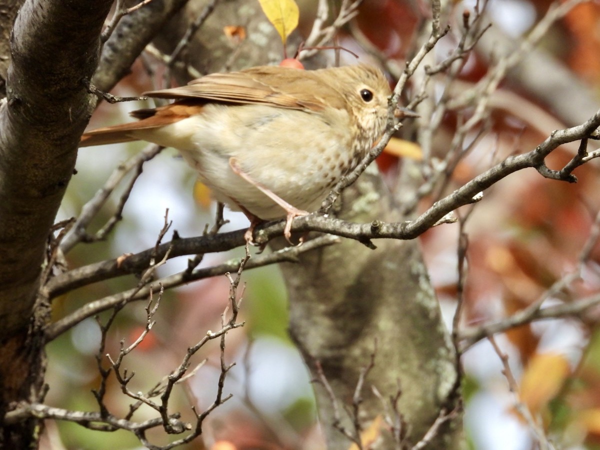 Einsiedler-Musendrossel - ML644810689