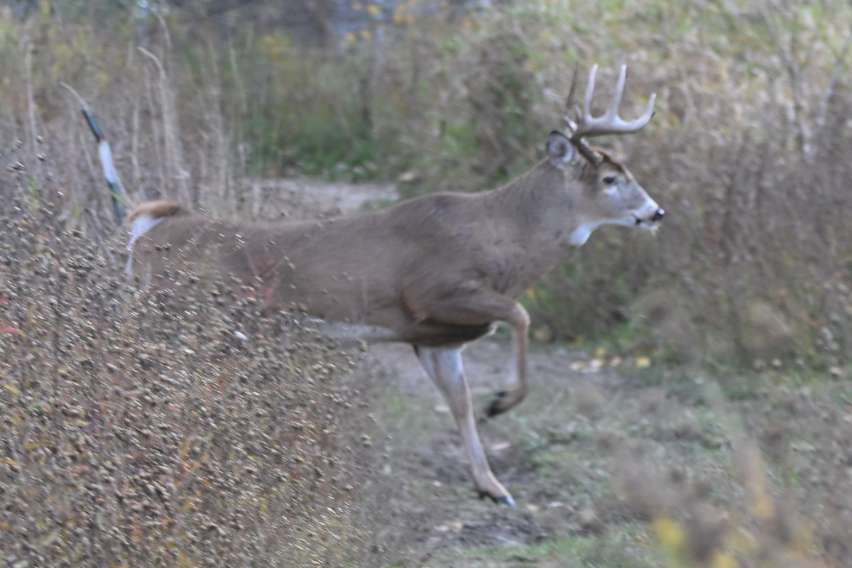 白尾鹿 - ML644810697