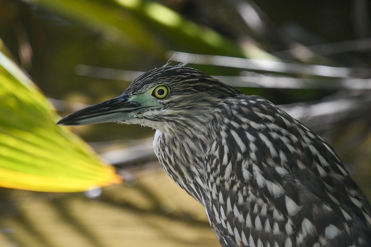 Nankeen Night Heron - ML644810714