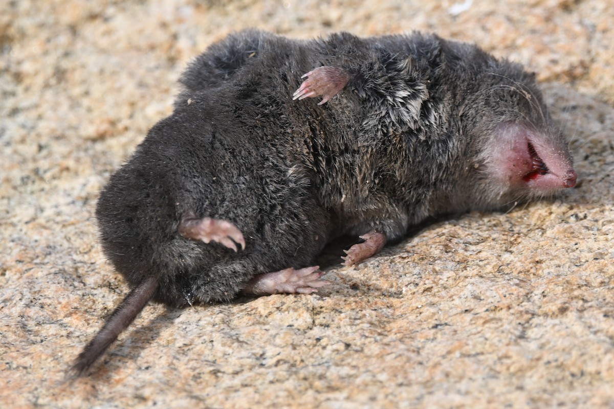 北方短尾鼩鼱 - ML644810735