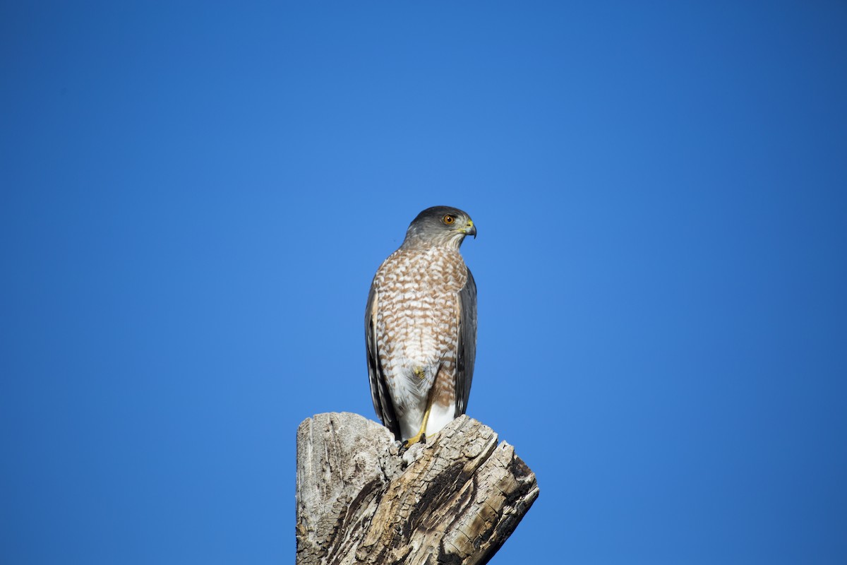 Cooper's Hawk - ML644810736