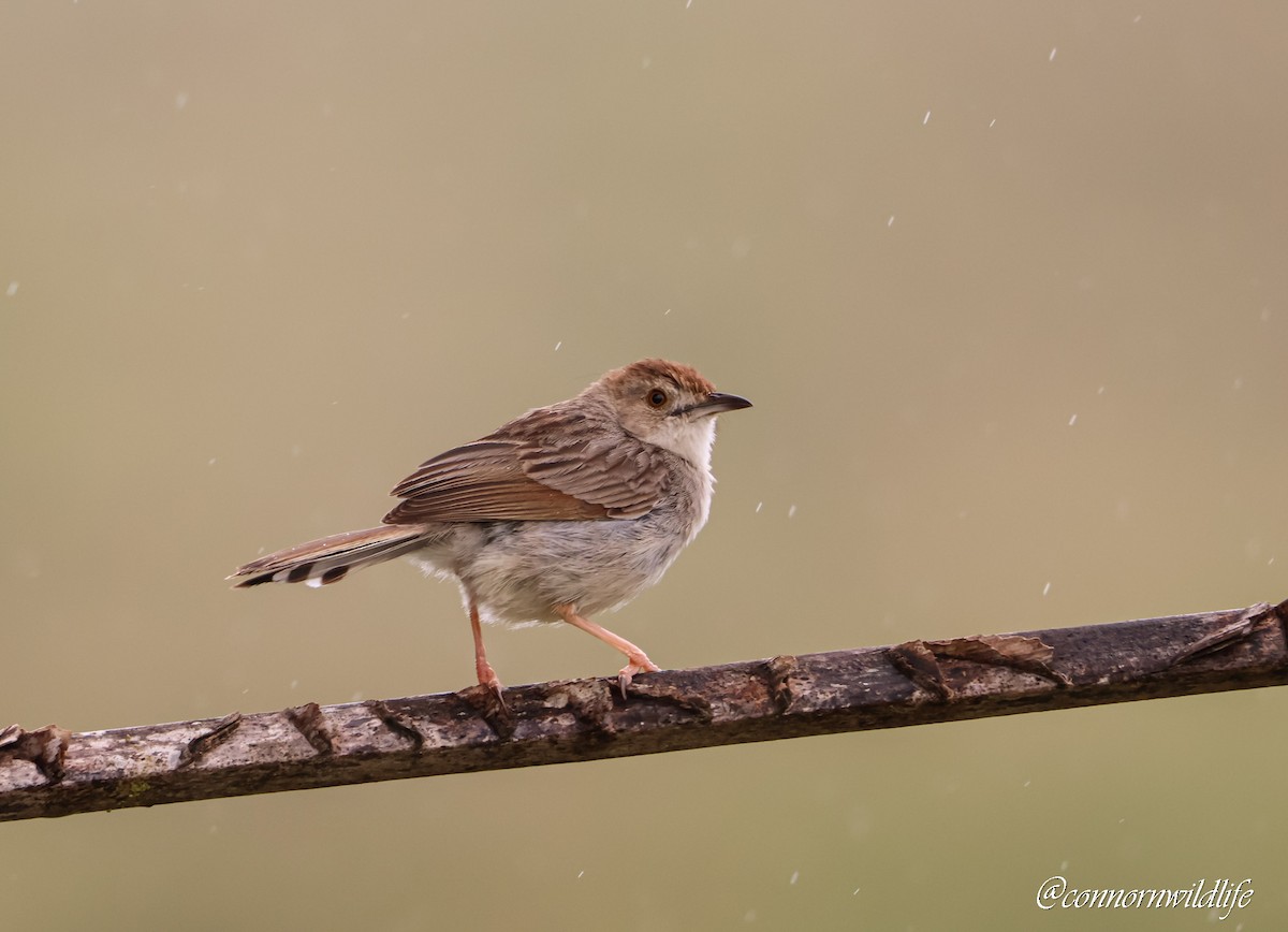 Rotscheitel-Zistensänger - ML644810741